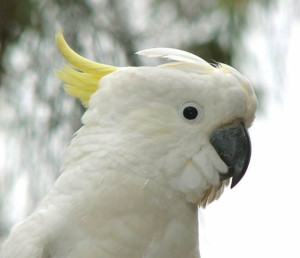 cockatoo